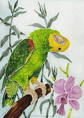 Double Yellow Naped Amazon Parrot