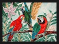 Macaw Trio: Scarlet Macaw, Military Macaw and Hybrid Macaw
