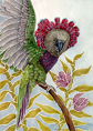 Parrot, Hawk-headed